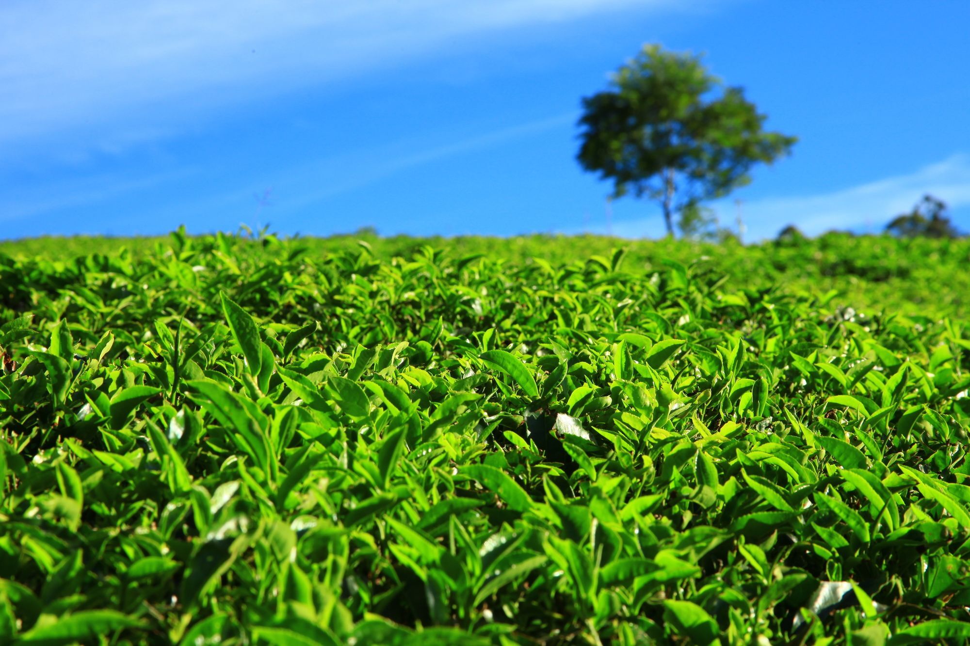 Grand Plaza Hotel Munnar Esterno foto